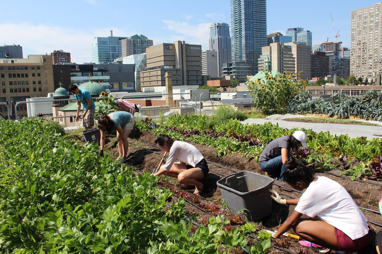 Hydroponic Farming and Urban Agriculture